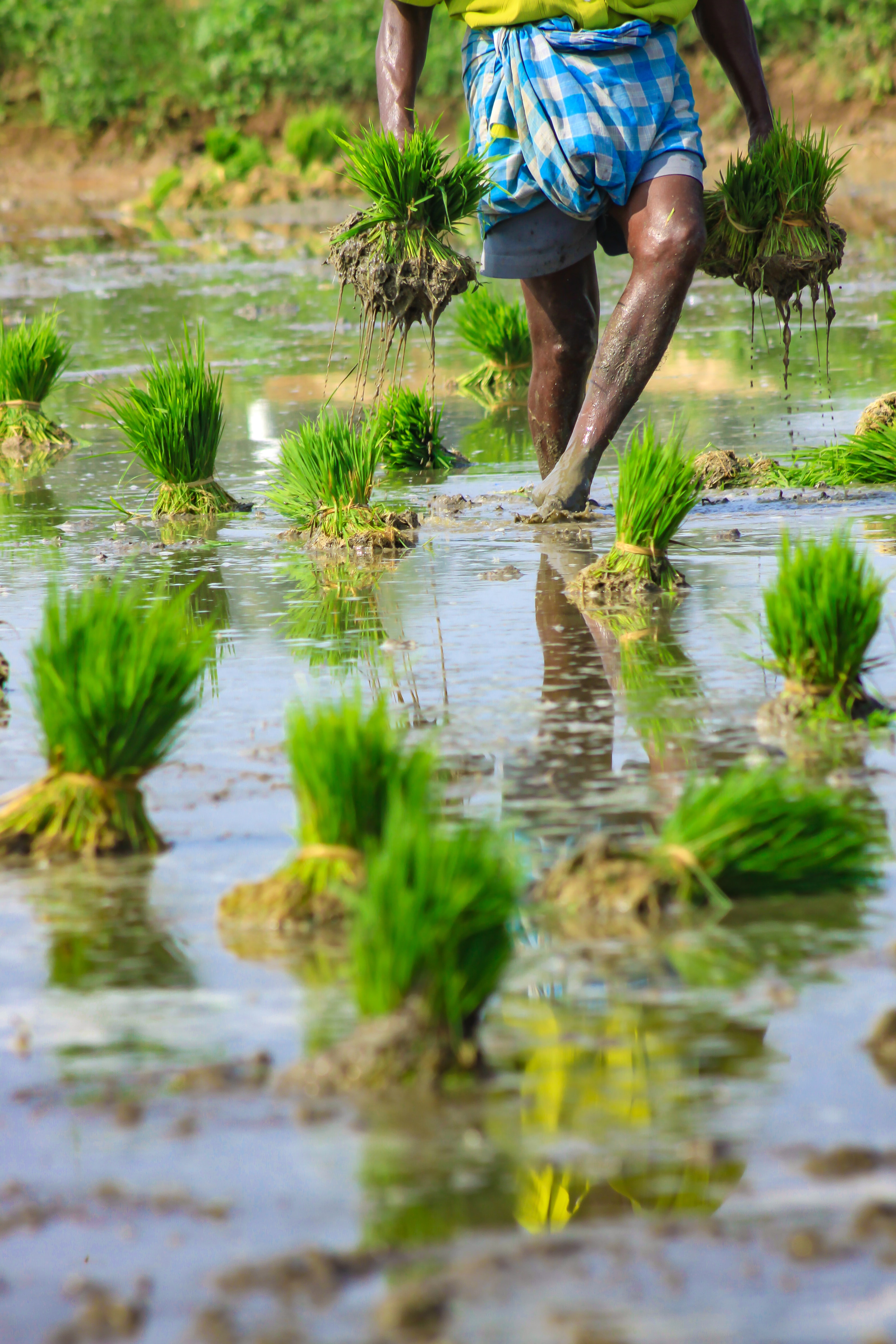 Rice paddy field
